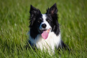 border-collie-5177154_1920