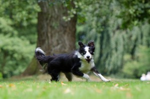 border-collie-794399_1920